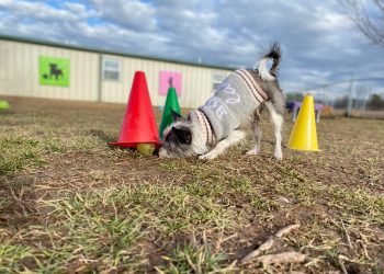 Fun and Games: The Importance of Enrichment Activities for Boarding Dogs