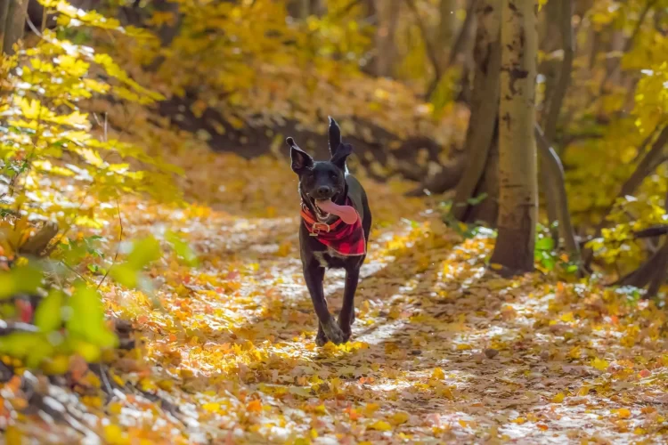 The Best Fall Adventures to Take with Your Dog: Exploring Autumn Safely