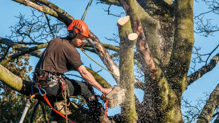 Trimming Dos and Don’ts: Best Practices for Tree Care