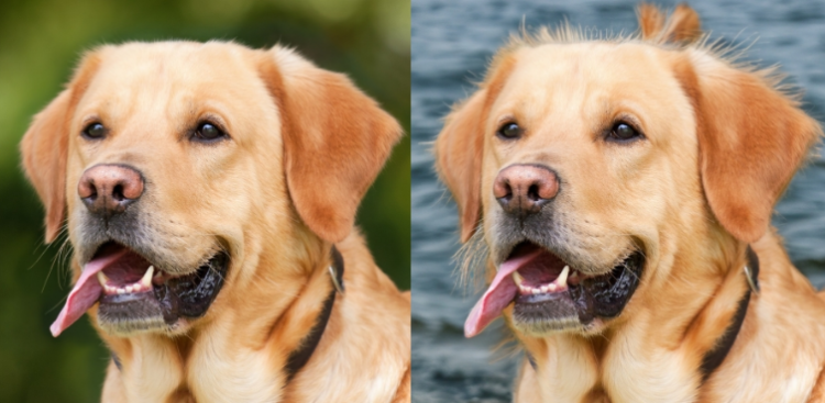 Transforming Images with Ease: My Experience Using Background Remover