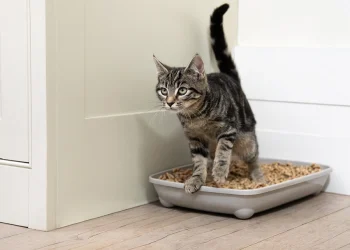 Litter Box Training For Cats: A Guide