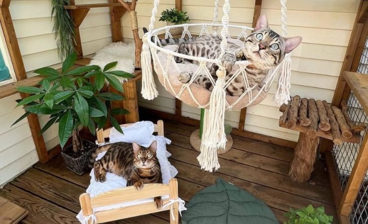 Cat-Approved Outdoor Living: Building the Ultimate Catio Experience