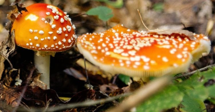 How Amanita Mushroom Gummies Can Enhance Your Wellness Routine