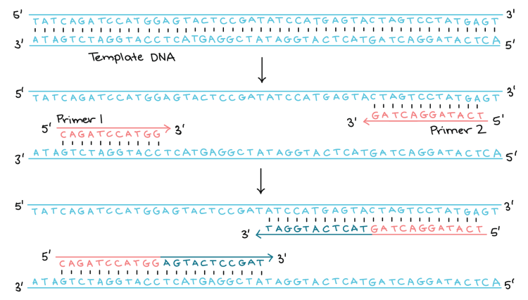 Primers in PCR: What are They and What Role Do They Play?