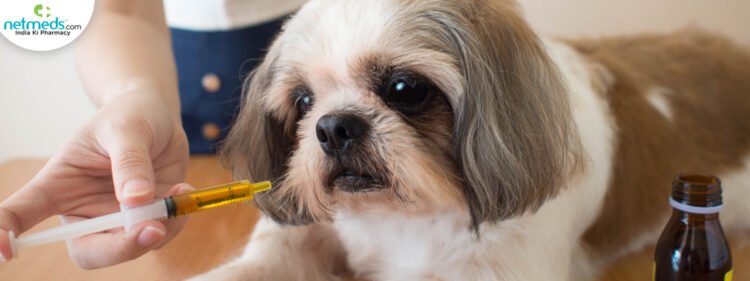 6 Reasons to Have a Customized Meal Plan for Your Pet