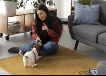 CBD for Dogs: What to Know Before Giving Your Dog CBD