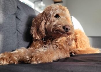 What to Expect From a Full Grown Mini Goldendoodle
