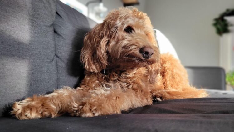 What to Expect From a Full Grown Mini Goldendoodle