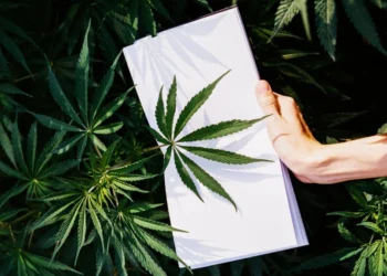 “THCA Flower: Offering Natural Support for Pain and Inflammation”